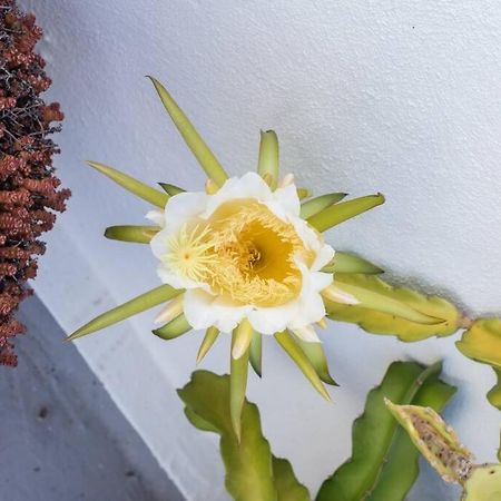 El Loft De Abreu Leilighet Cádiz Eksteriør bilde